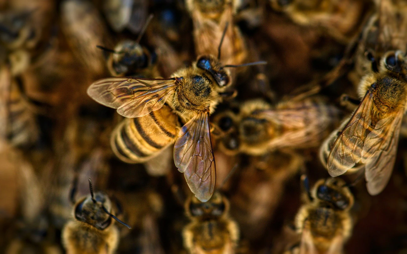 Bienen