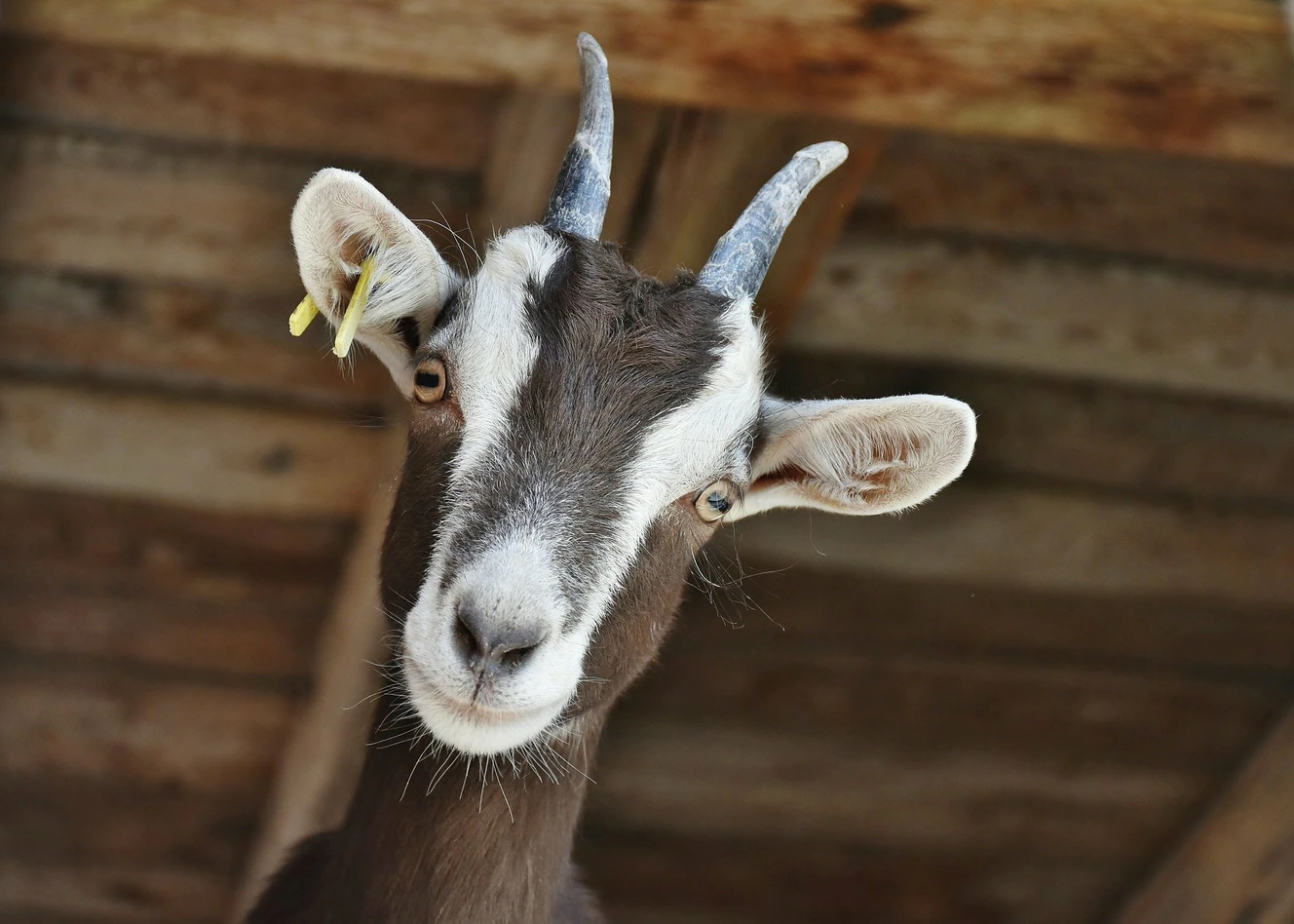 Ziege guckt aufmerksam in die Kamera