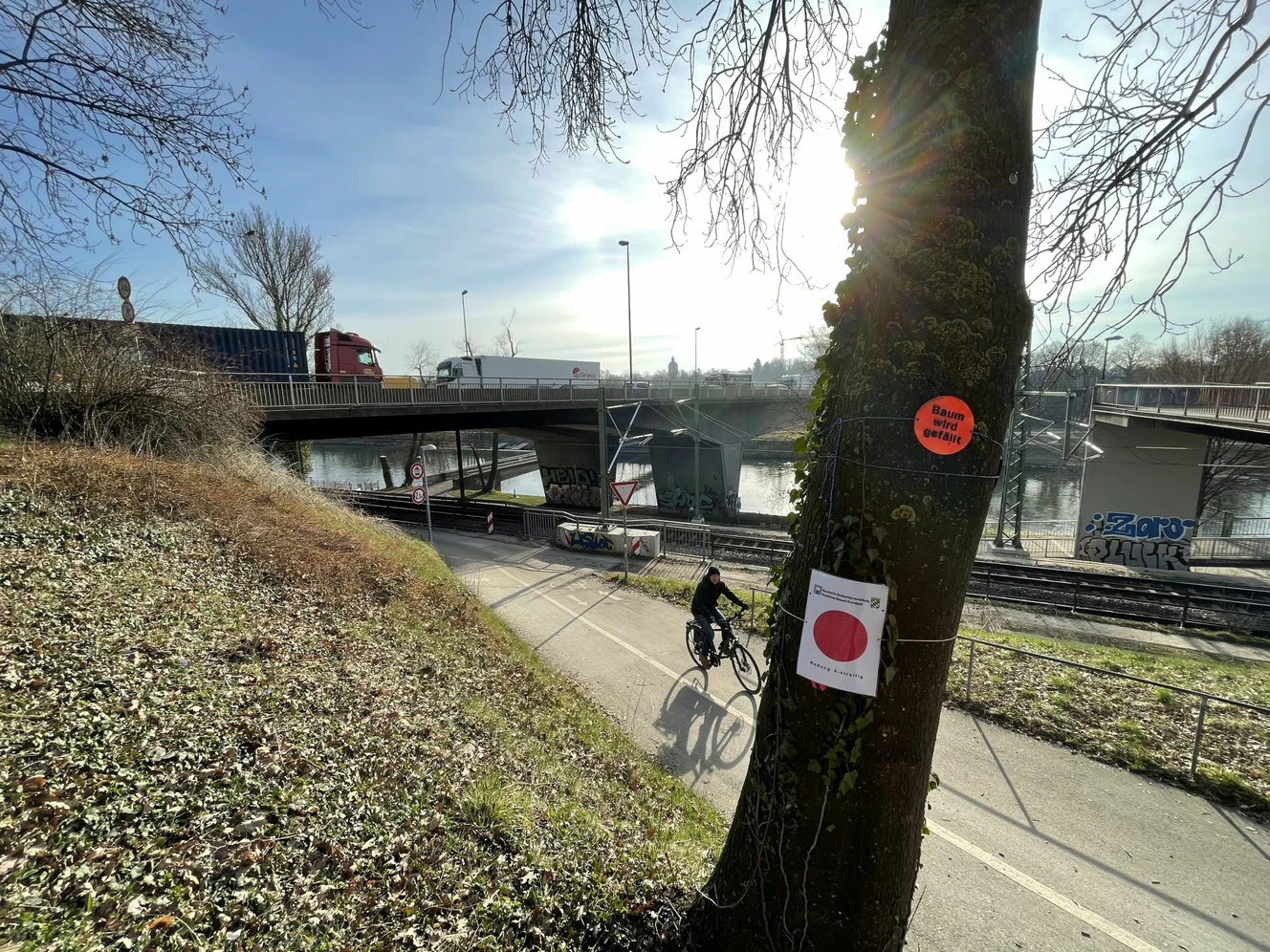 Werden die Bäume rund um die Adenauerbrücke gefällt?