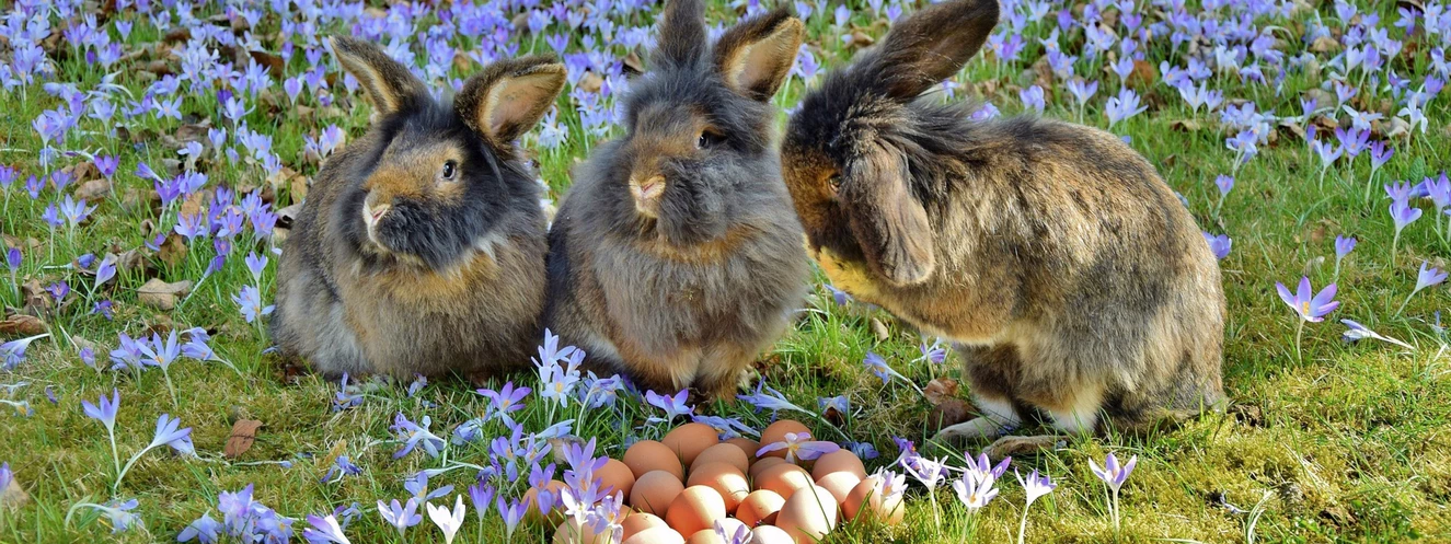 Drei Hasen bewachen Eier auf einer grünen Wiese