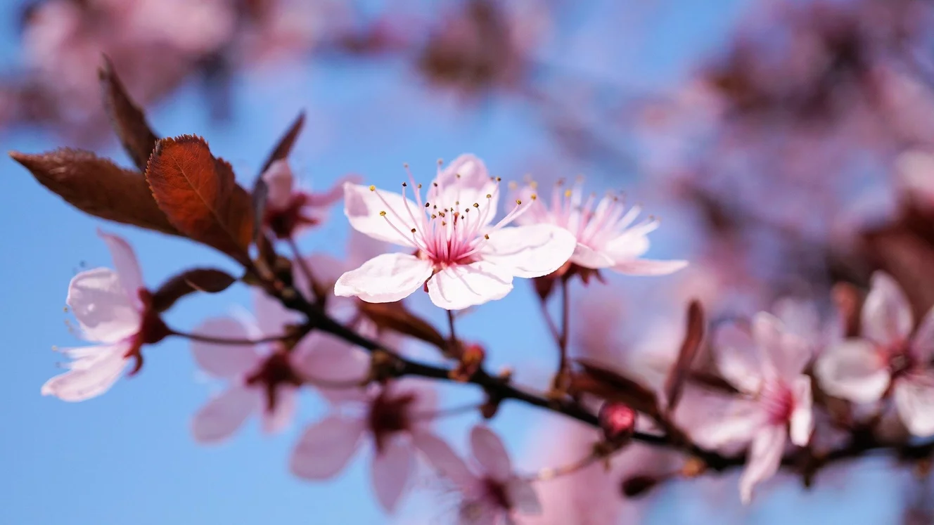 Kirsche, Kirschbaum, Blüte, Kirschblüte