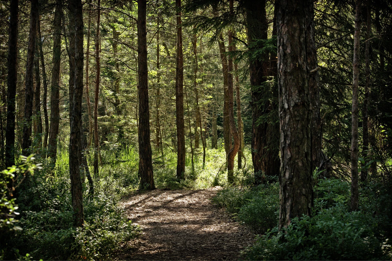 Wald