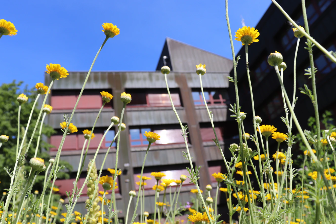 Wildblumenwiese Landratsamt Neu-Ulm — © Landratsamt Neu-Ulm/Kerstin Weidner