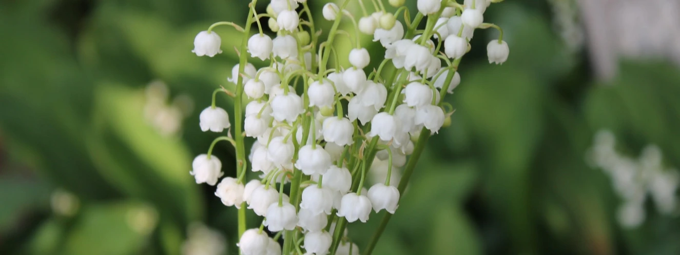 Maiglöckchen sind das Symbol für Frühling und Glück