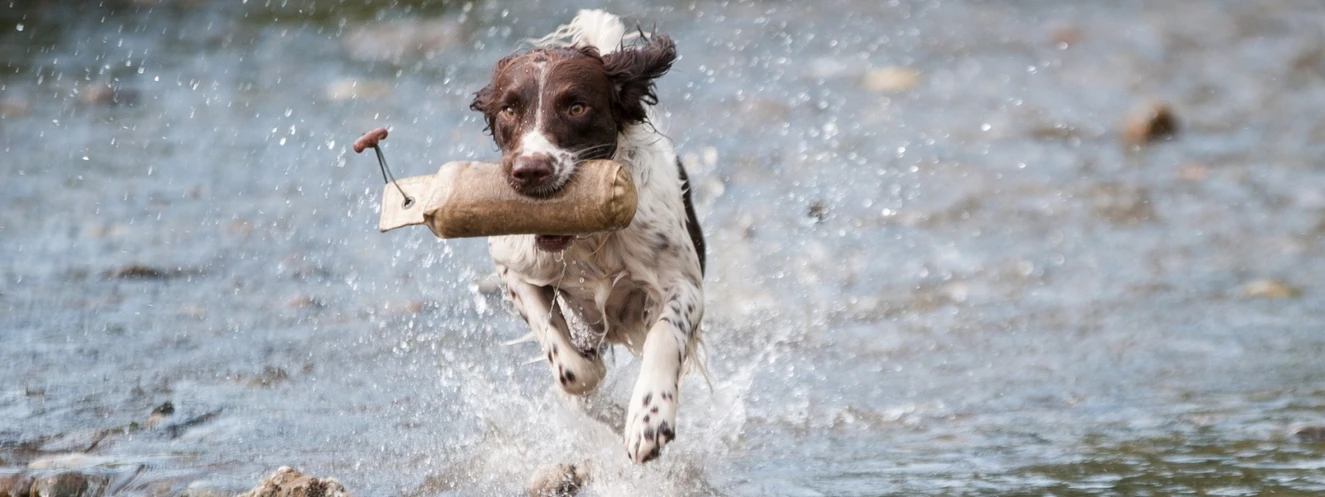 Hund