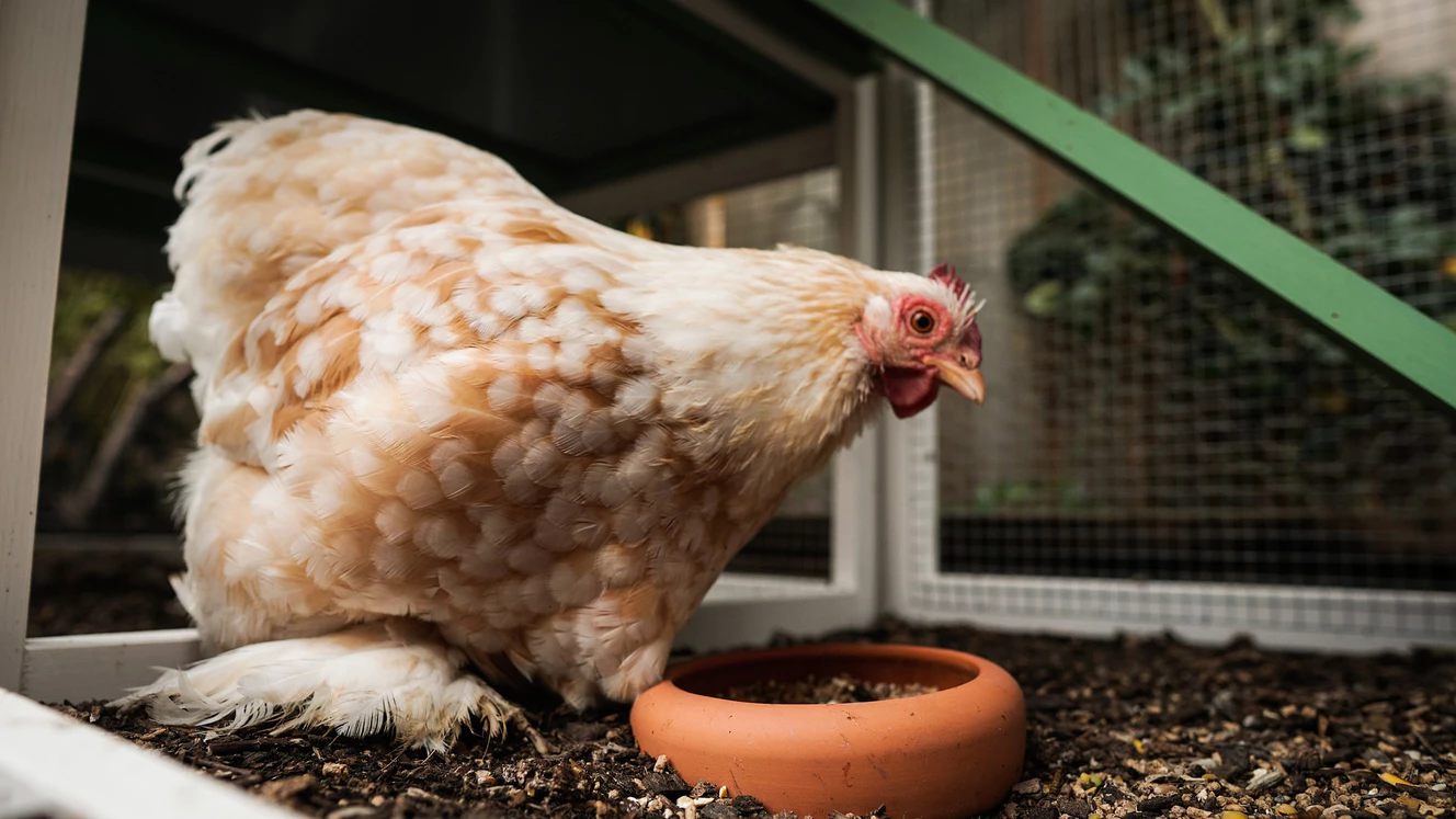 Ein Huhn in einem Hühnerstall