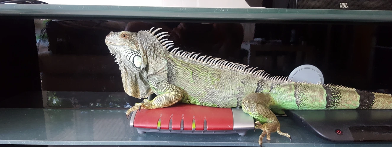 Leguan