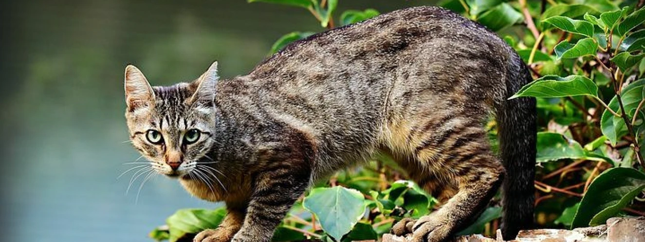 Katze auf dem baum