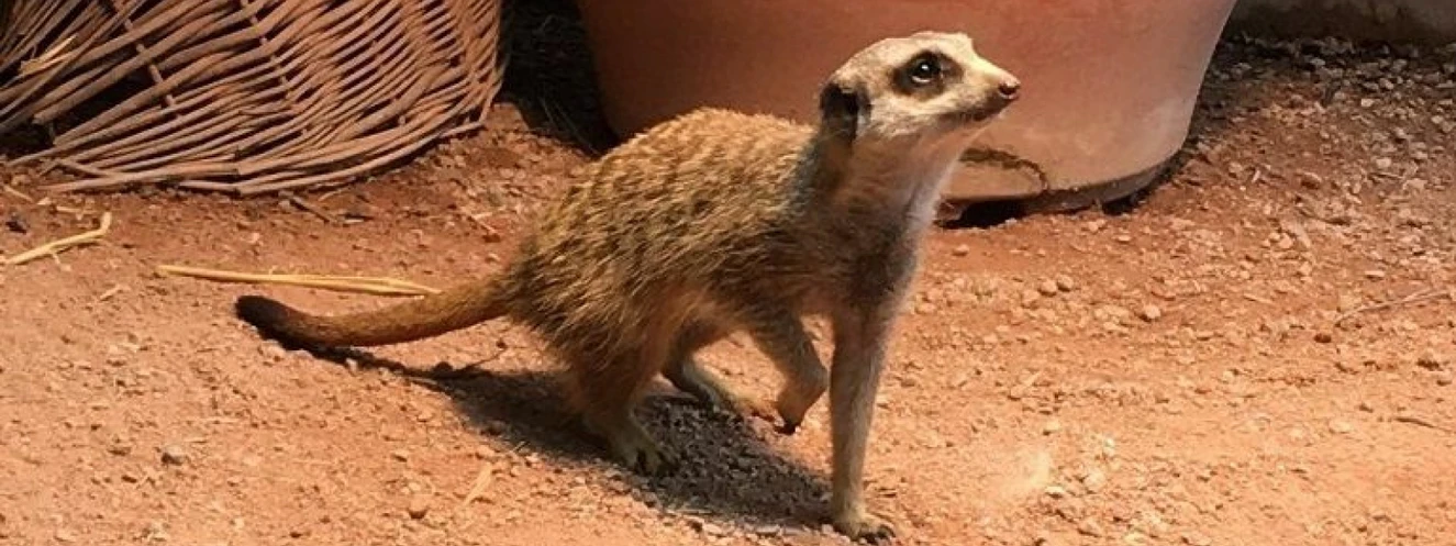 Erdmännchenzuwachs im Tiergarten Ulm — © Tiergarten Ulm