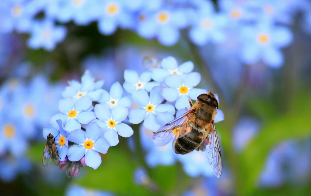 Bienenpate