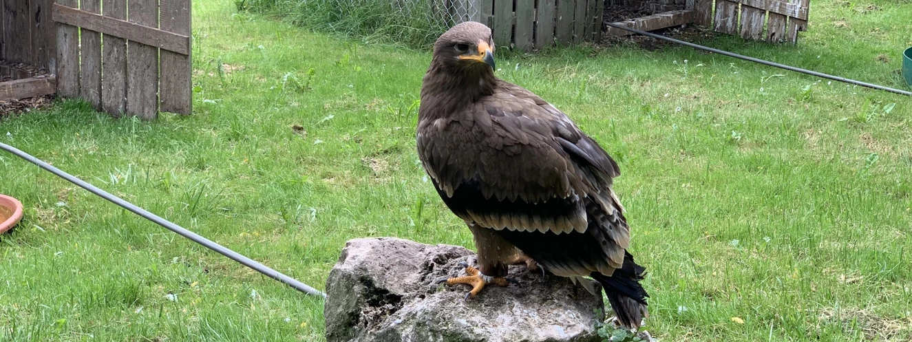 Greifvogelpark Menter