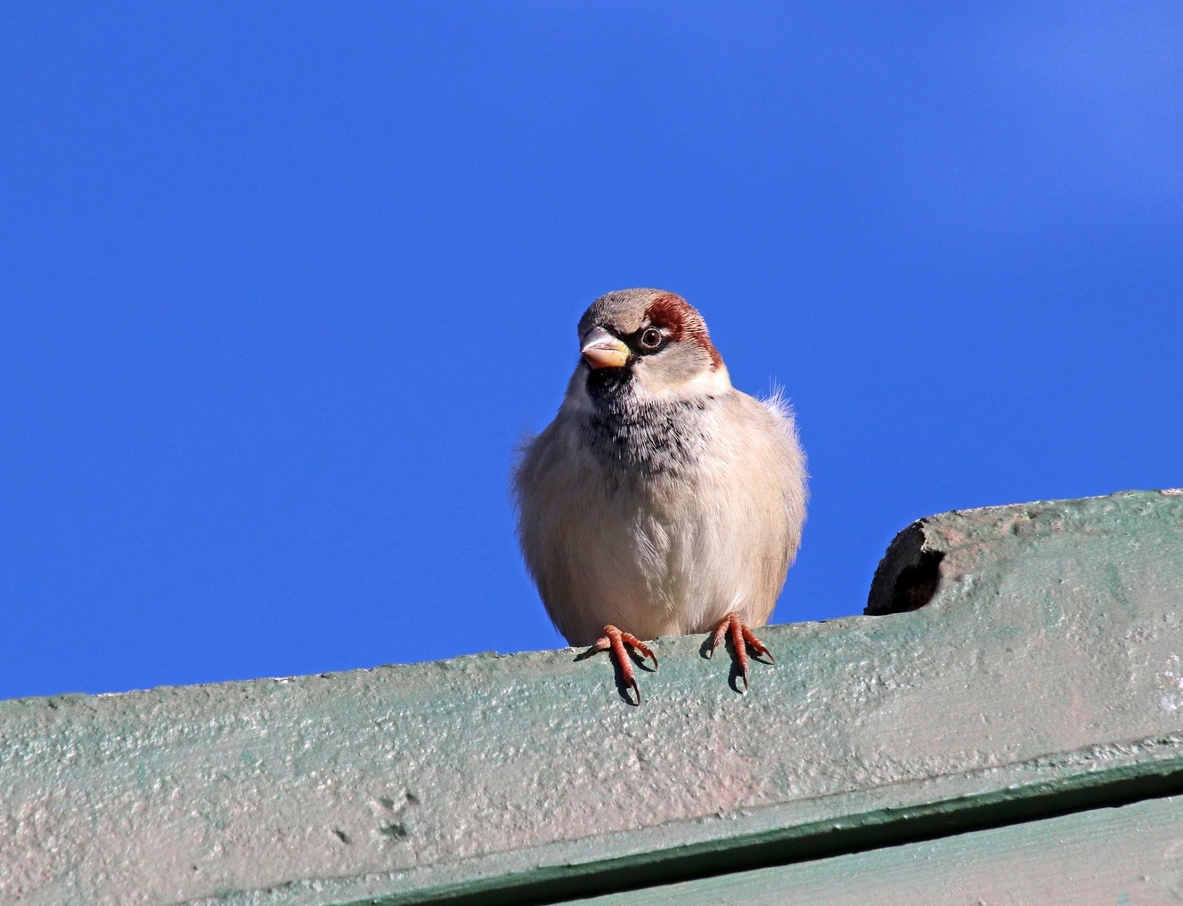 Spatz auf dem Dach