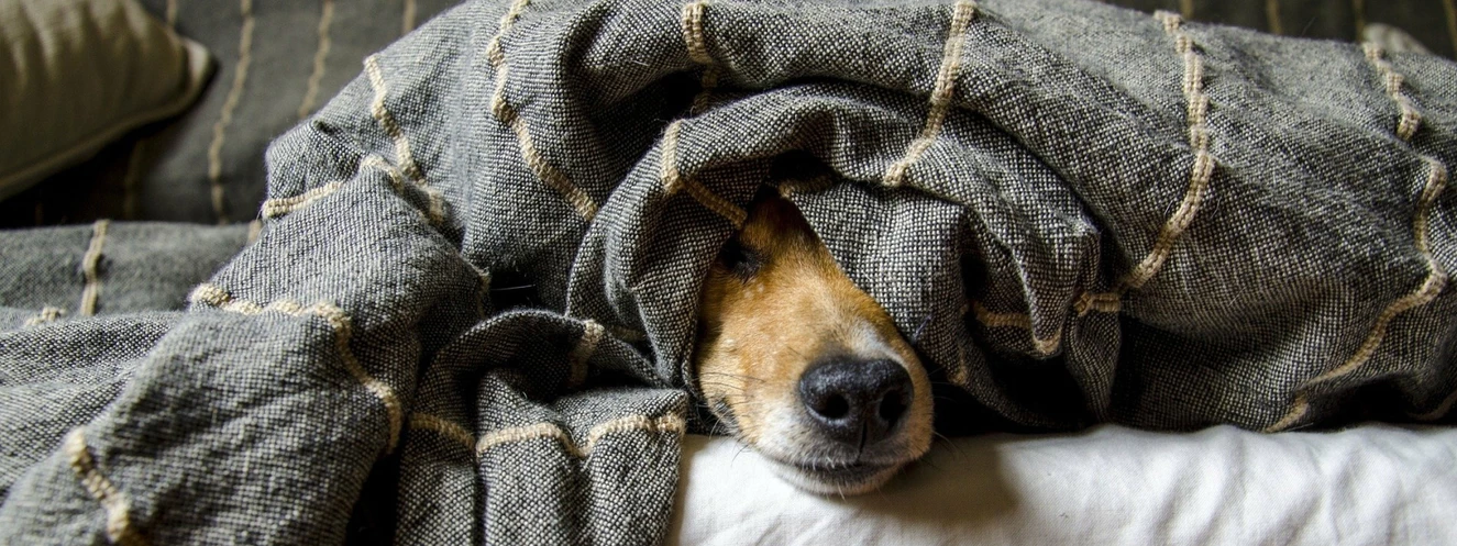 Hund