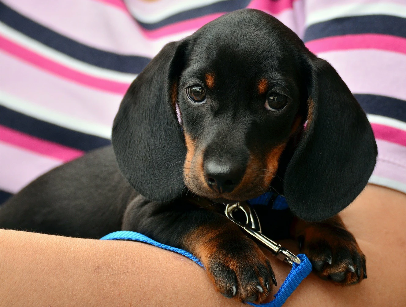 Dackel Hund