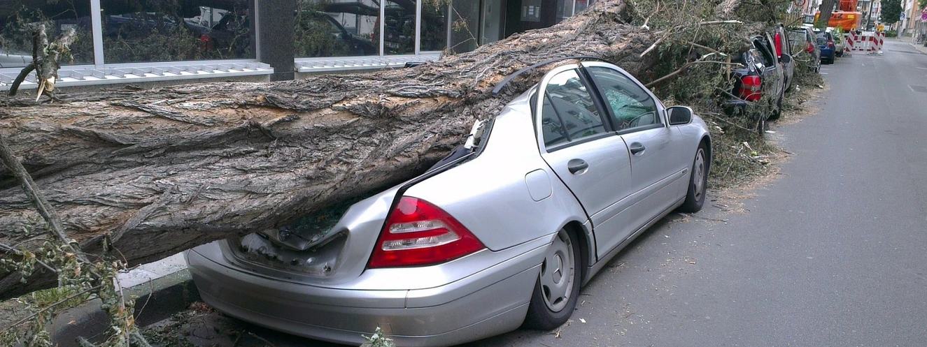 Baum auf Auto gefallen