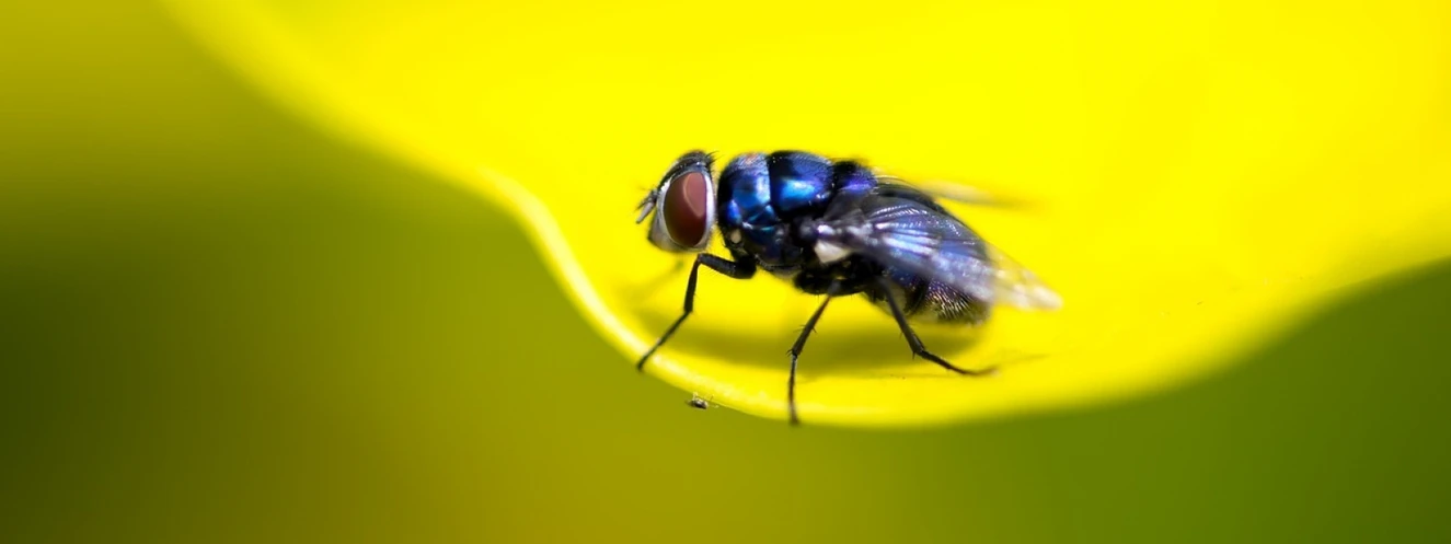 Fruchtfliege