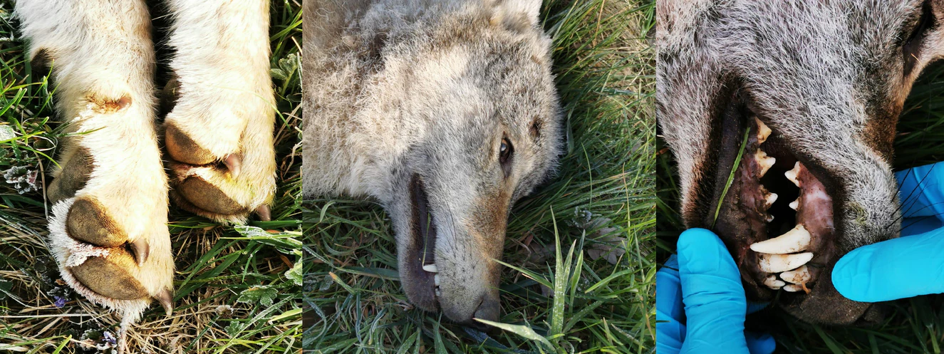  — © Bayerischer Jagdverband, Kreisgruppe Neu-Ulm e.V.