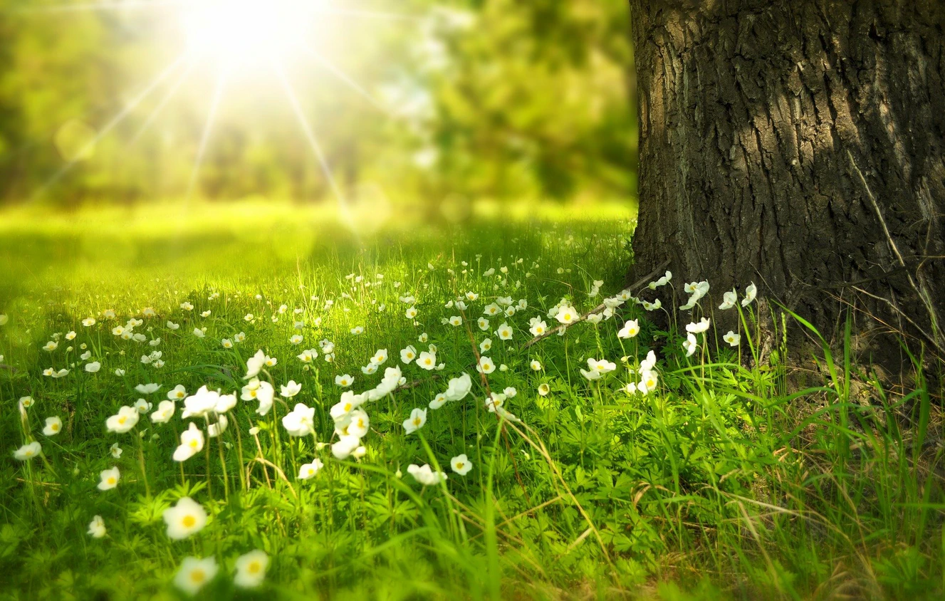 Umwelt, Natur, Blumen, Bäume, Wiese