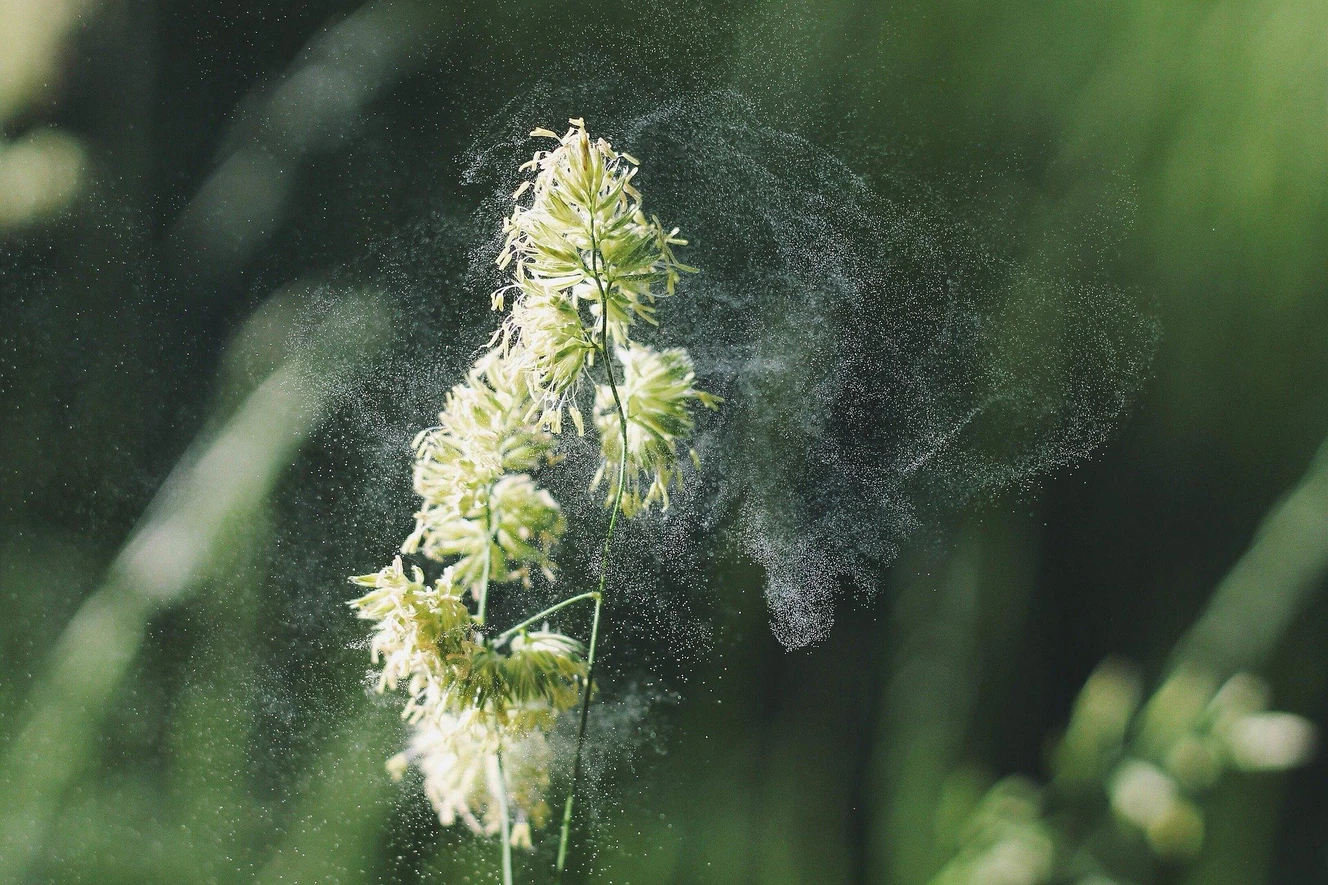 Eine Pflanze, die Pollen abwirft