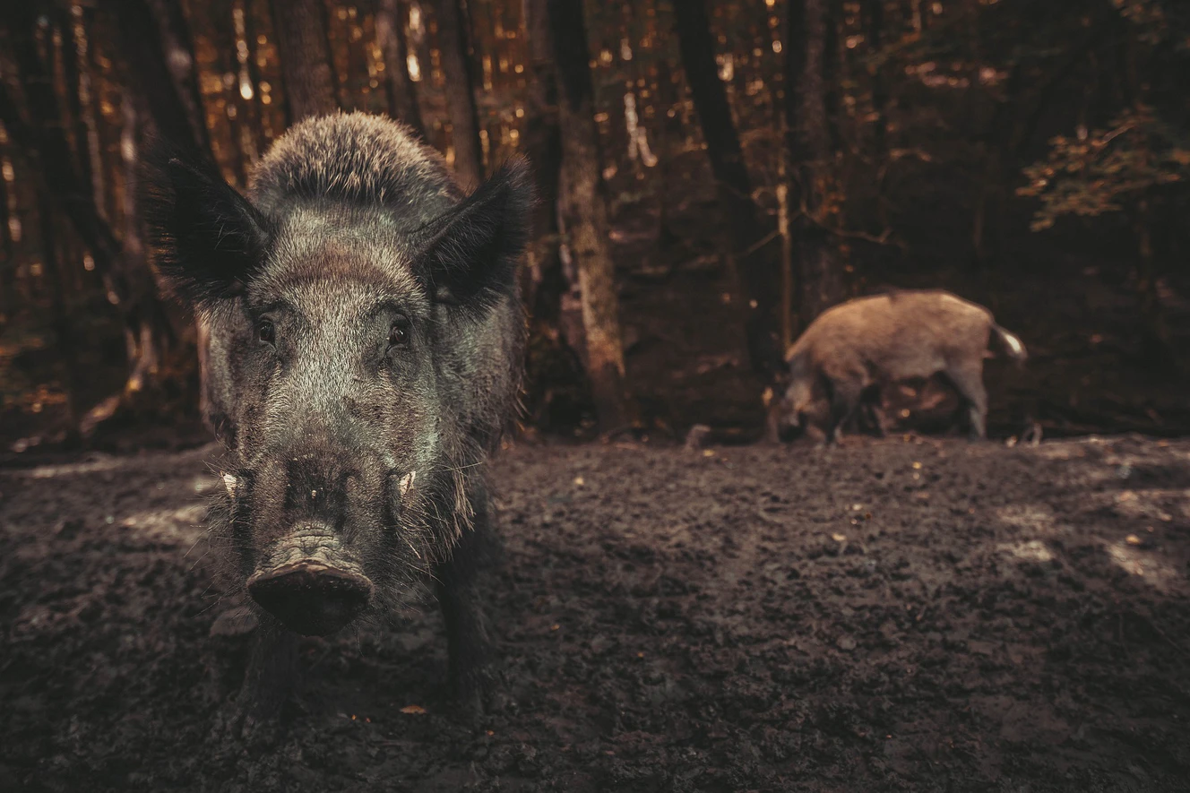 ein Wildschwein