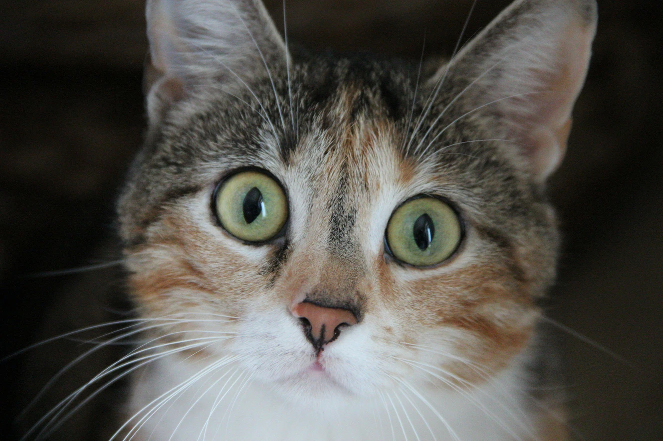 Eine Katze mit großen Augen