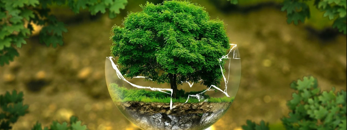 Baum, Natur