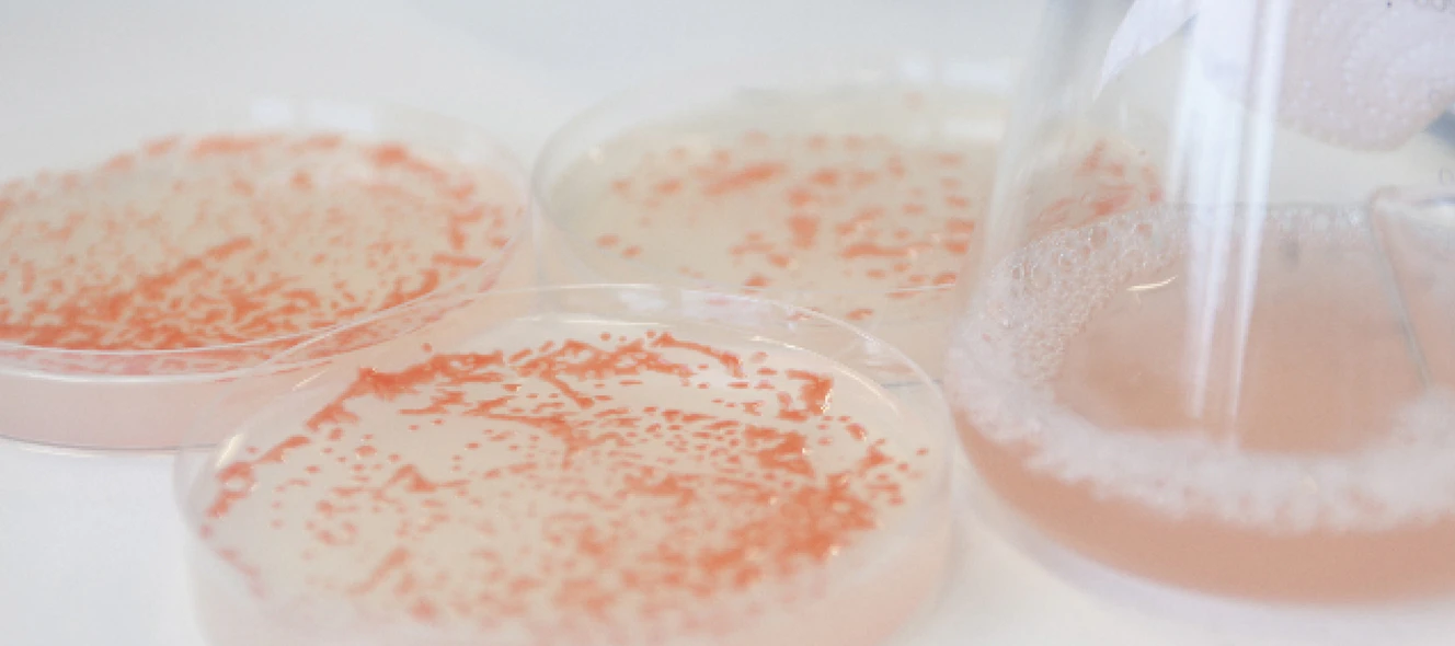 Wissenschaftliche Experimente — © Eberhardt/Uni Ulm