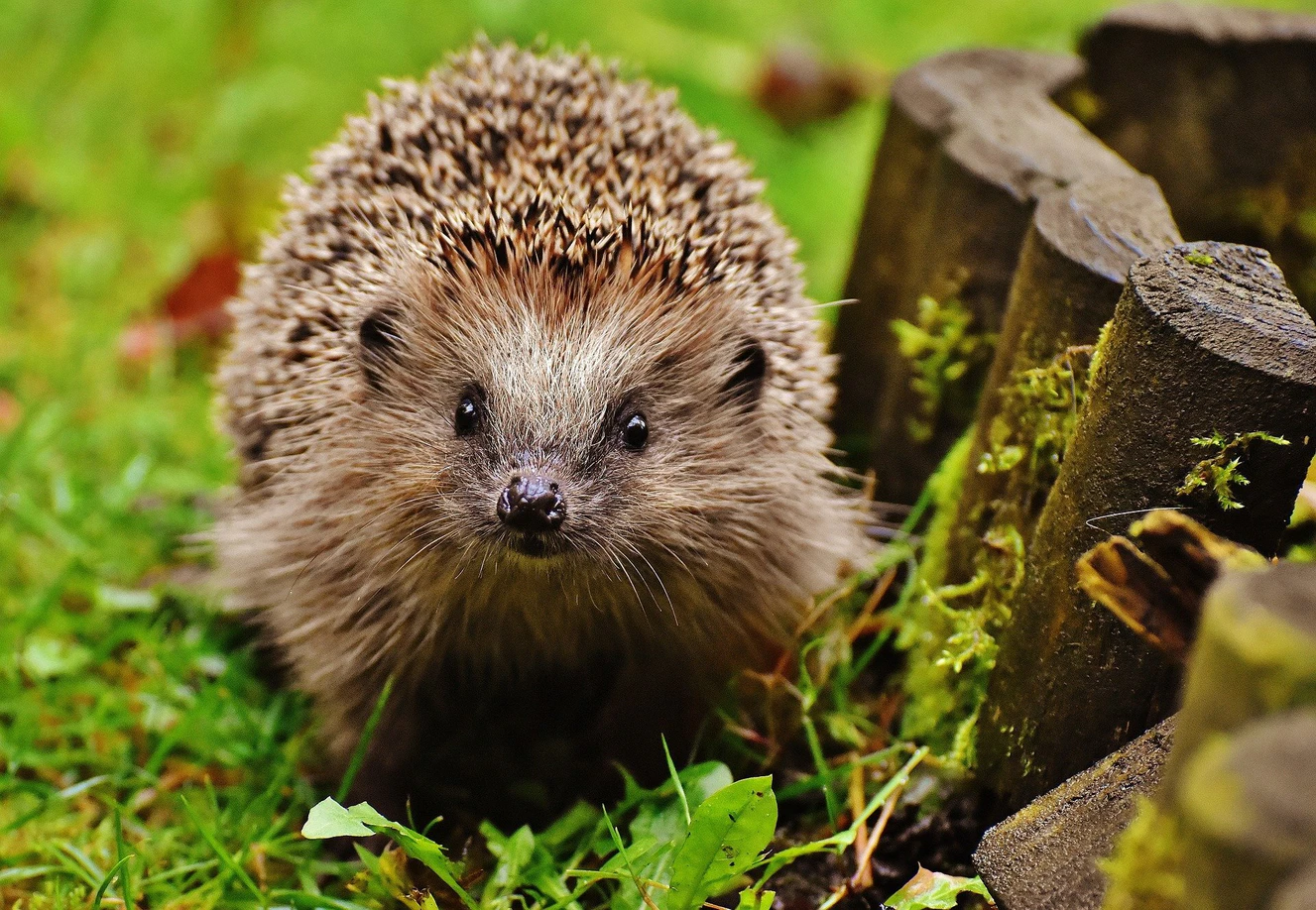 Igel im Gras