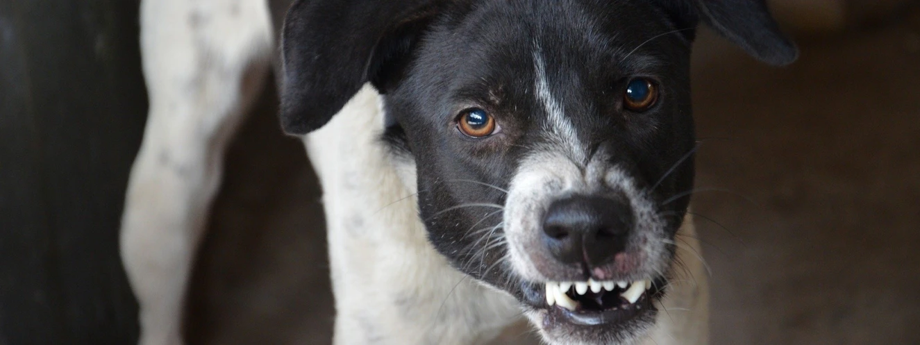 Hund