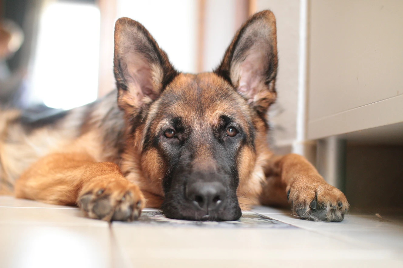 schäferhund