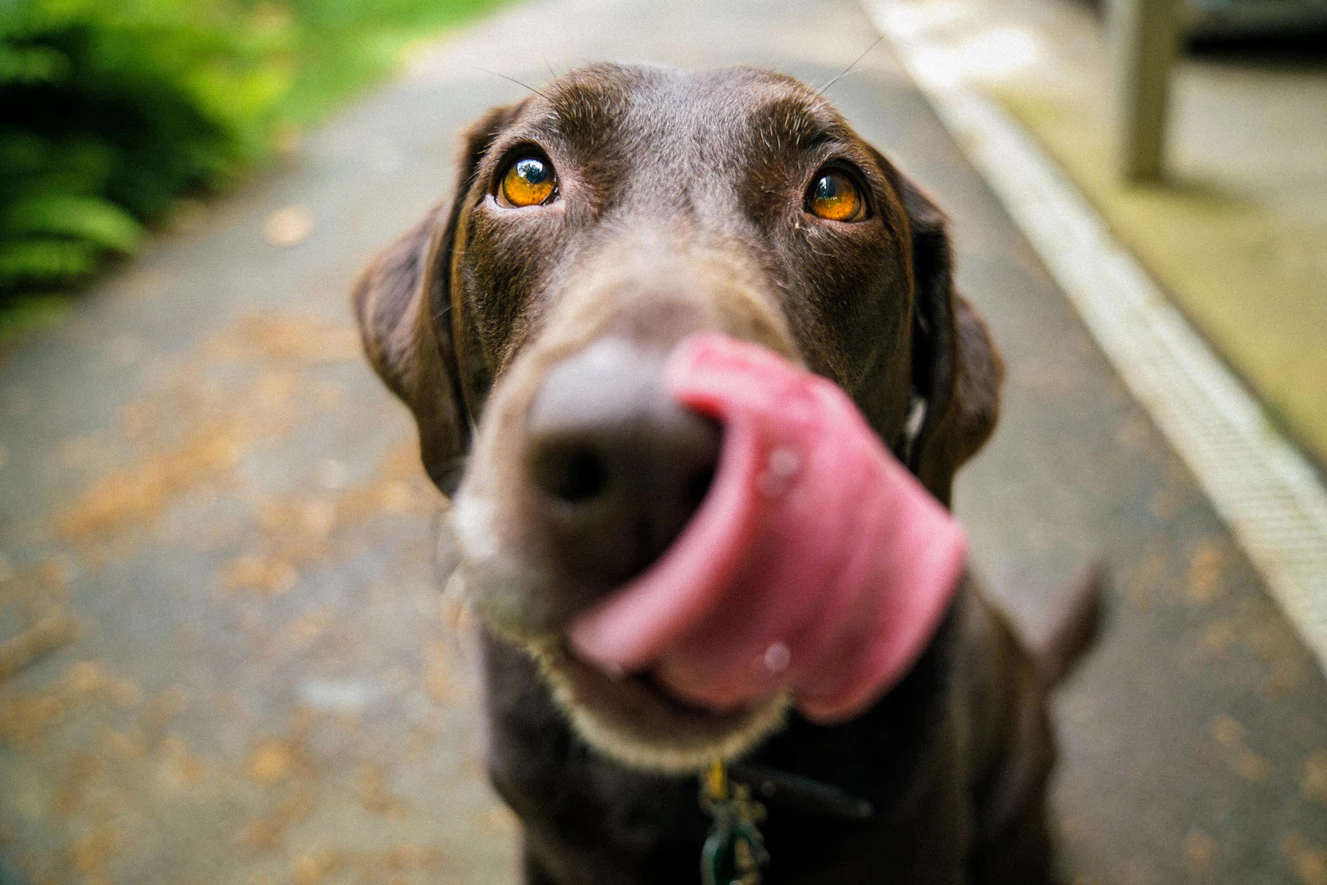 Hund