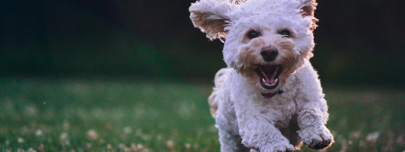 Rennender kleiner Hund