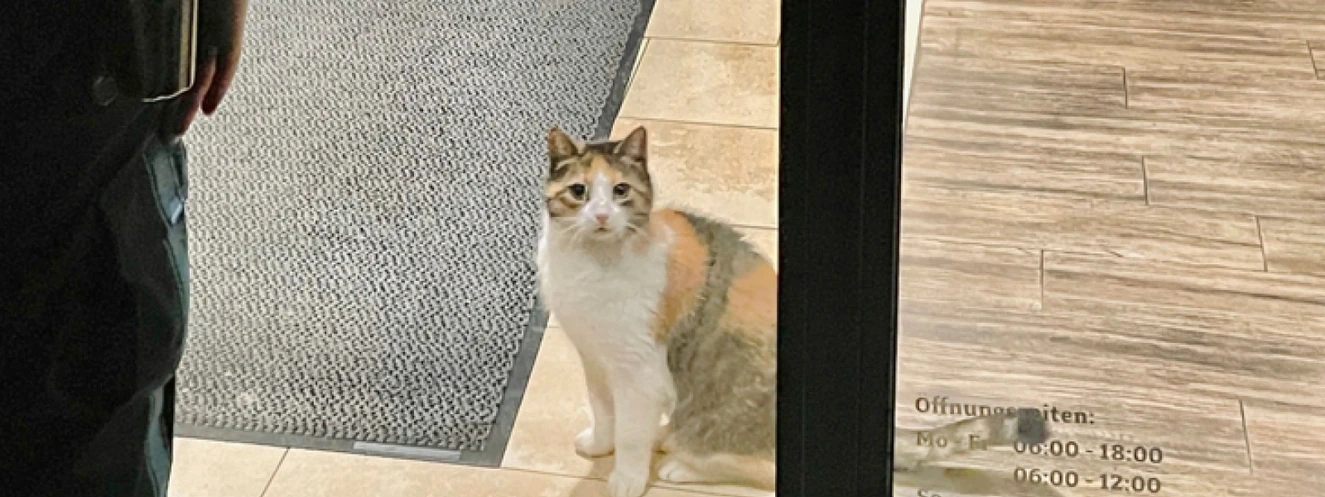 Vermeintlicher Einbruch in Bäckerei - Katze löst Polizeieinsatz aus — © Polizei