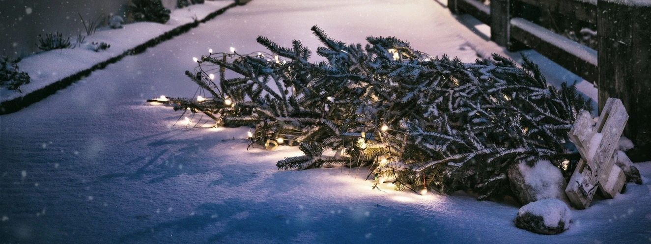 Weihnachtbaum