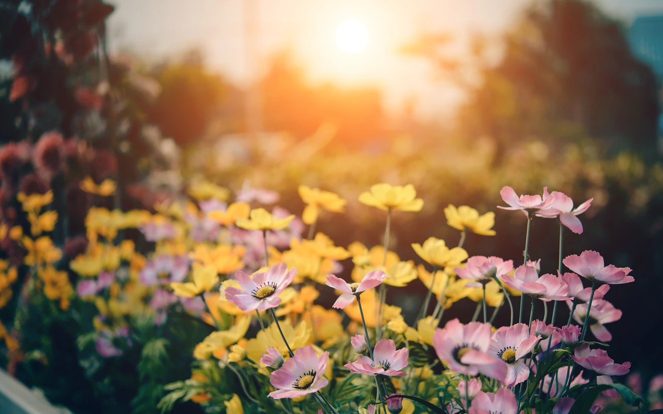 gartenblumen