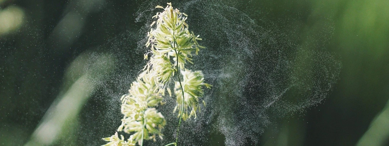 Eine Pflanze, die Pollen abwirft