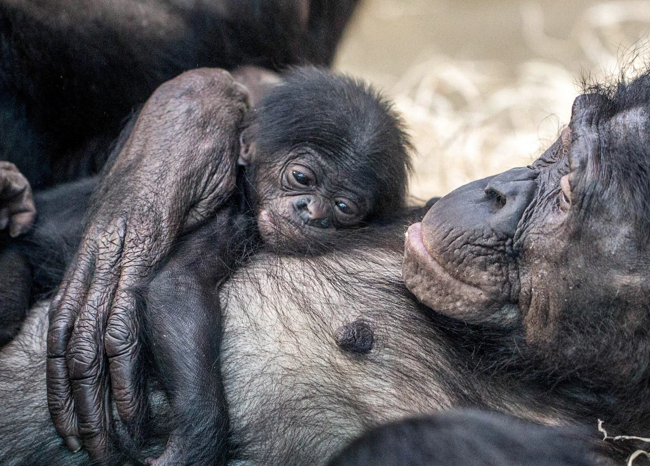 Bikita mit ihrem Neugeborenen. In der ersten Zeit schläft der Nachwuchs viel. Foto: Wolfgang Mehnert — © Wolfgang Mehnert/ Wilhelma Zoologisch-Botanischer Garten Stuttgart