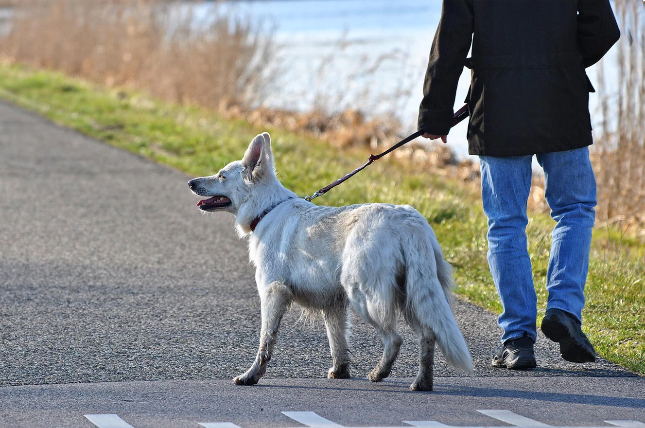 Hund an der Leine