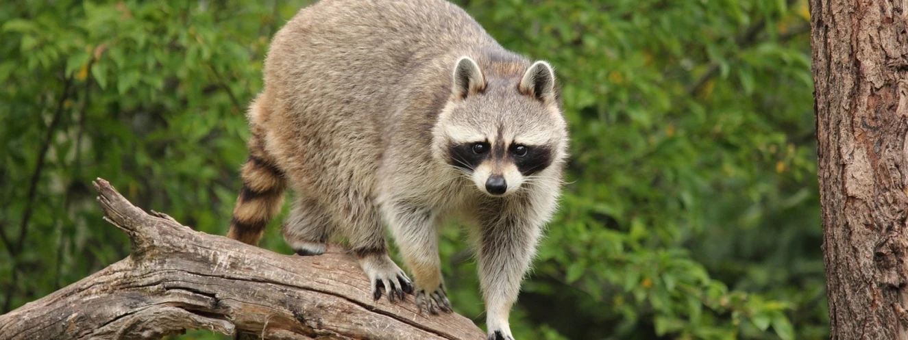 Waschbär