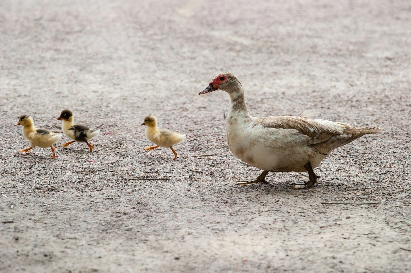 Entenfamilie