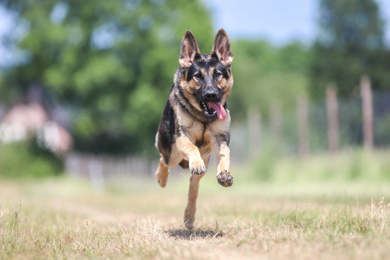 Schäferhund