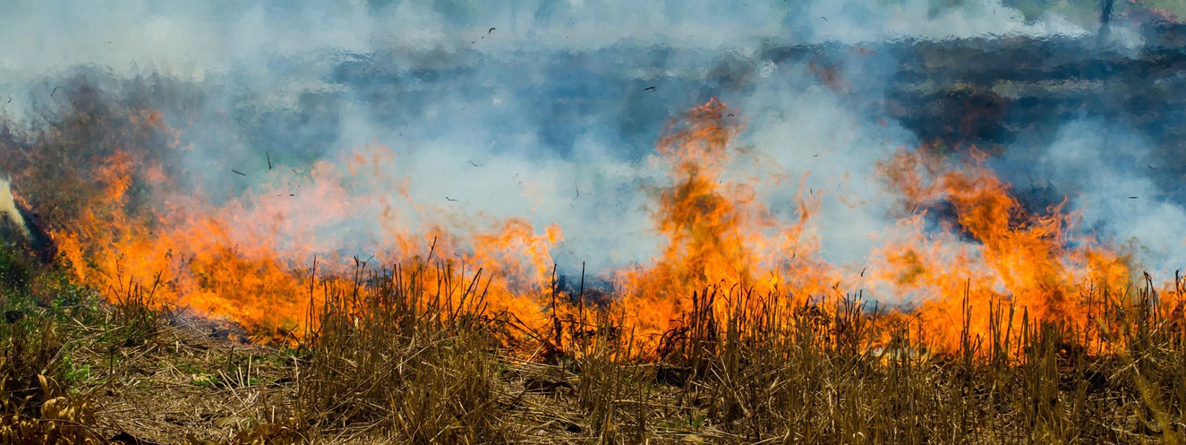 Feuer auf einer Wiese