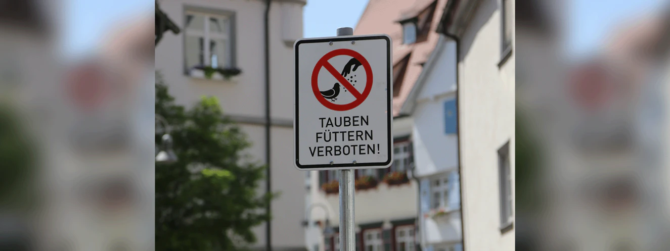 tauben füttern
