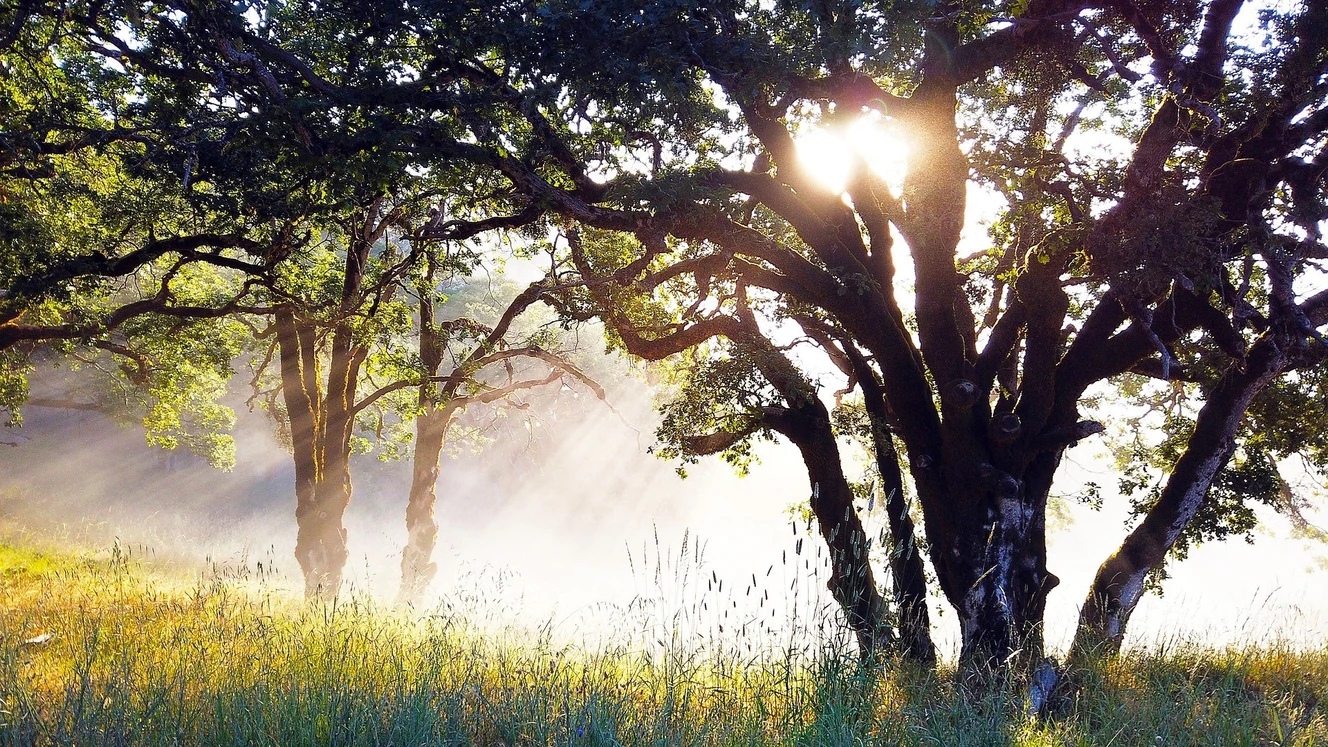 Baum, Wald, Sonne, Licht