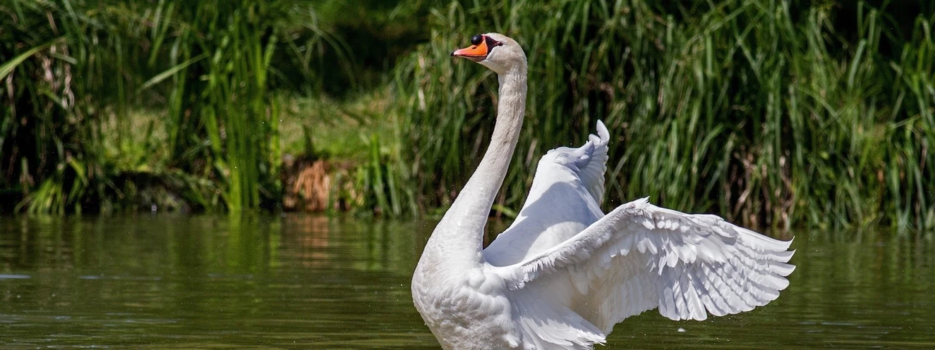 Schwan