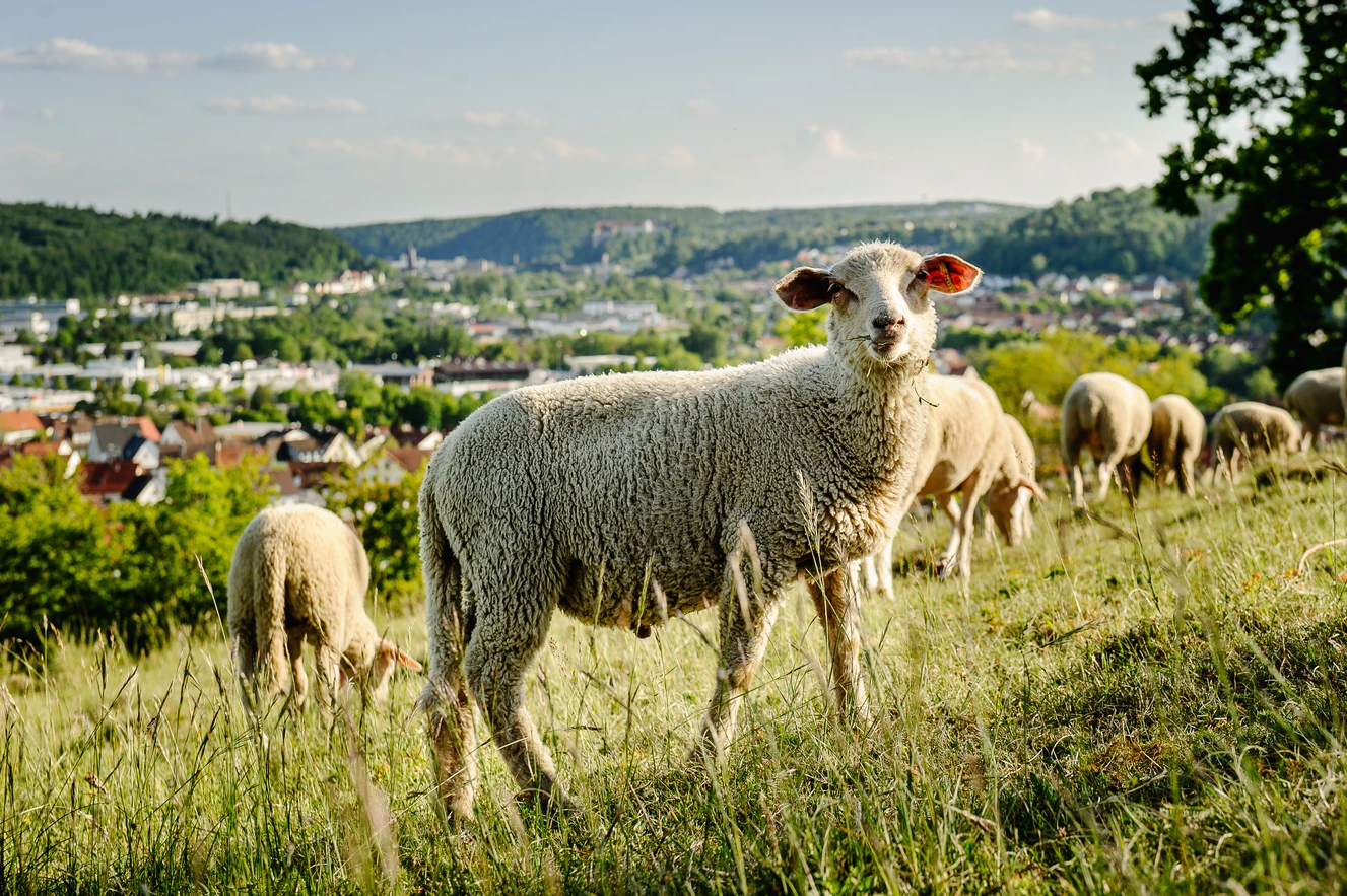 Albschäferweg — © Oliver Vogel