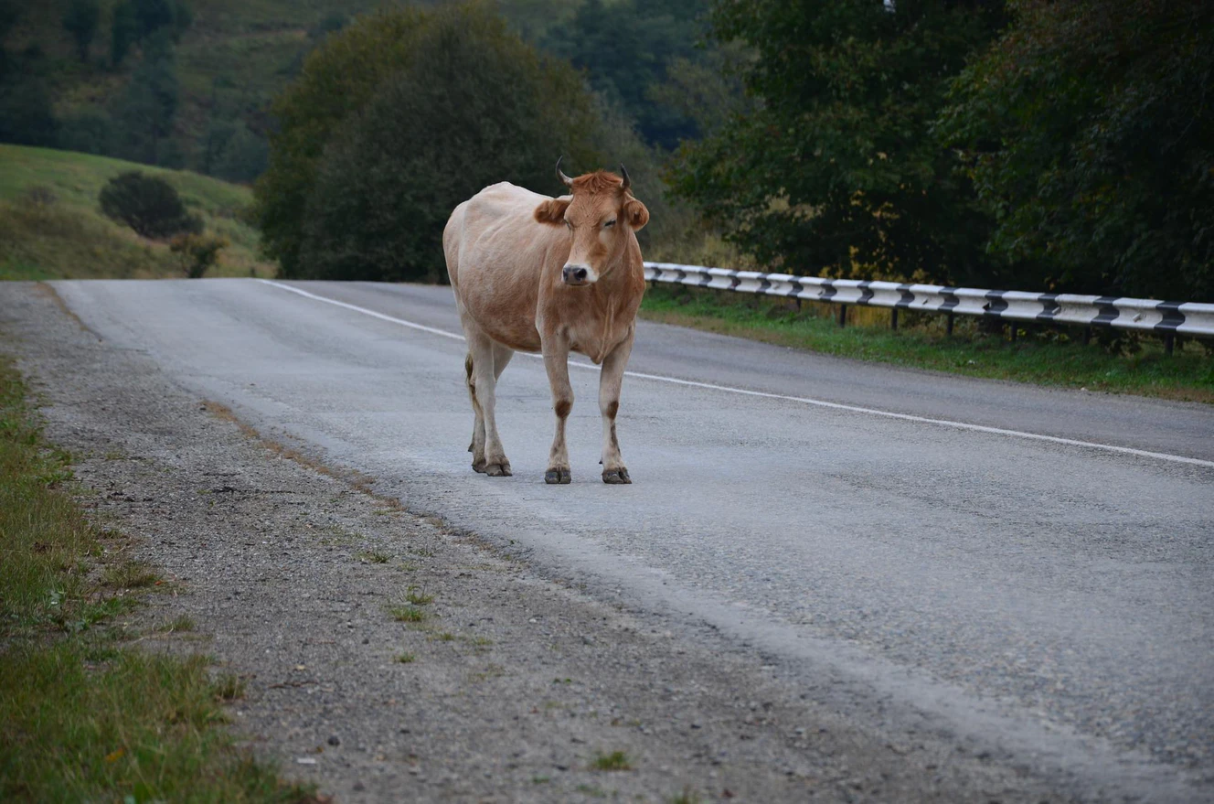Kuh auf Straße