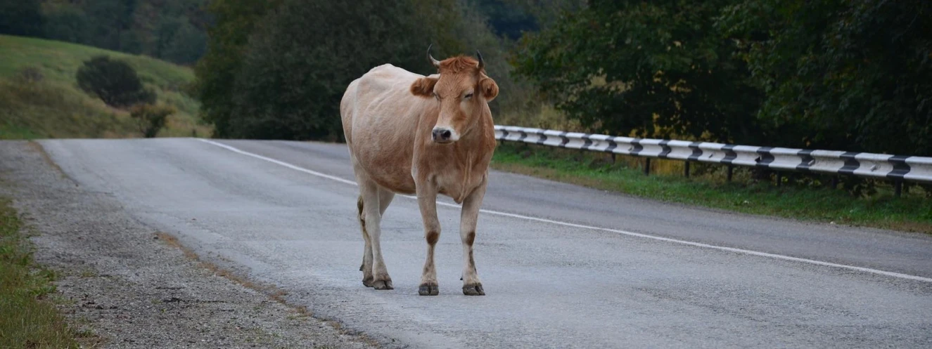 Kuh auf Straße