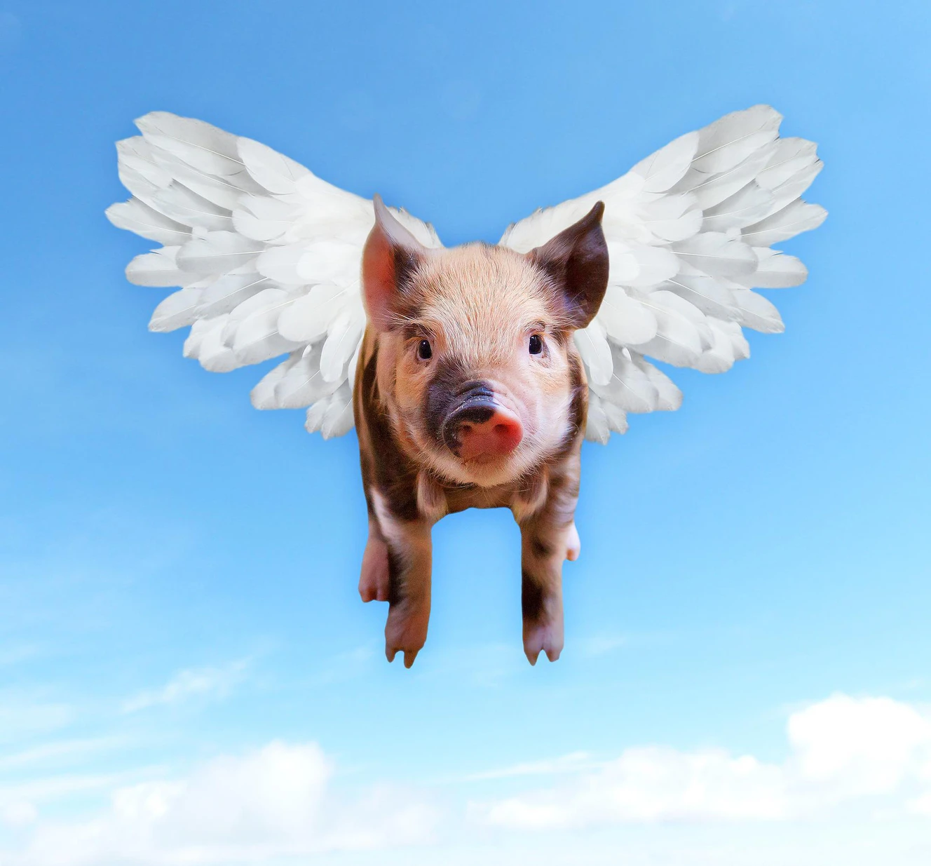 flugschwein
