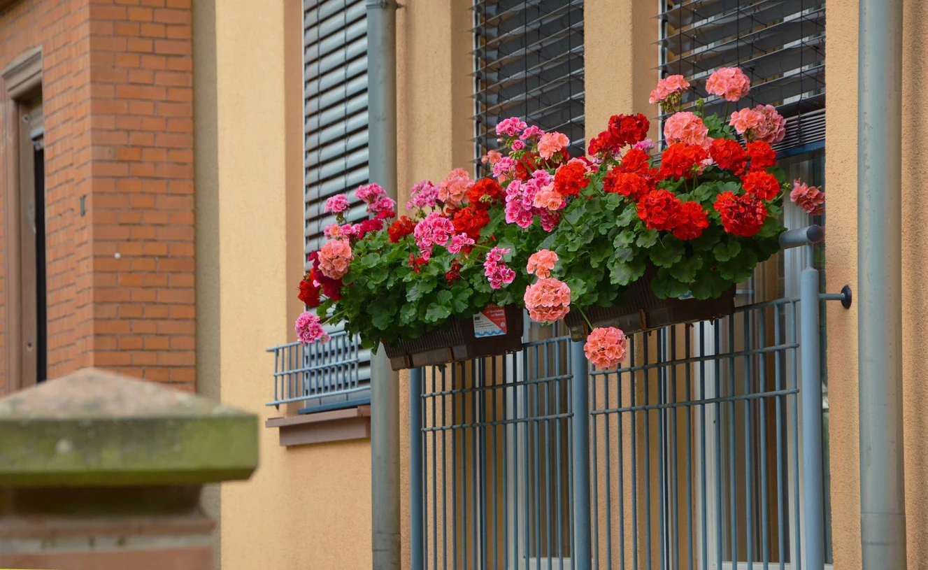 Blumen